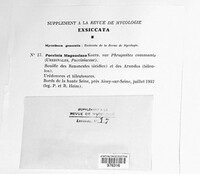 Puccinia magnusiana image
